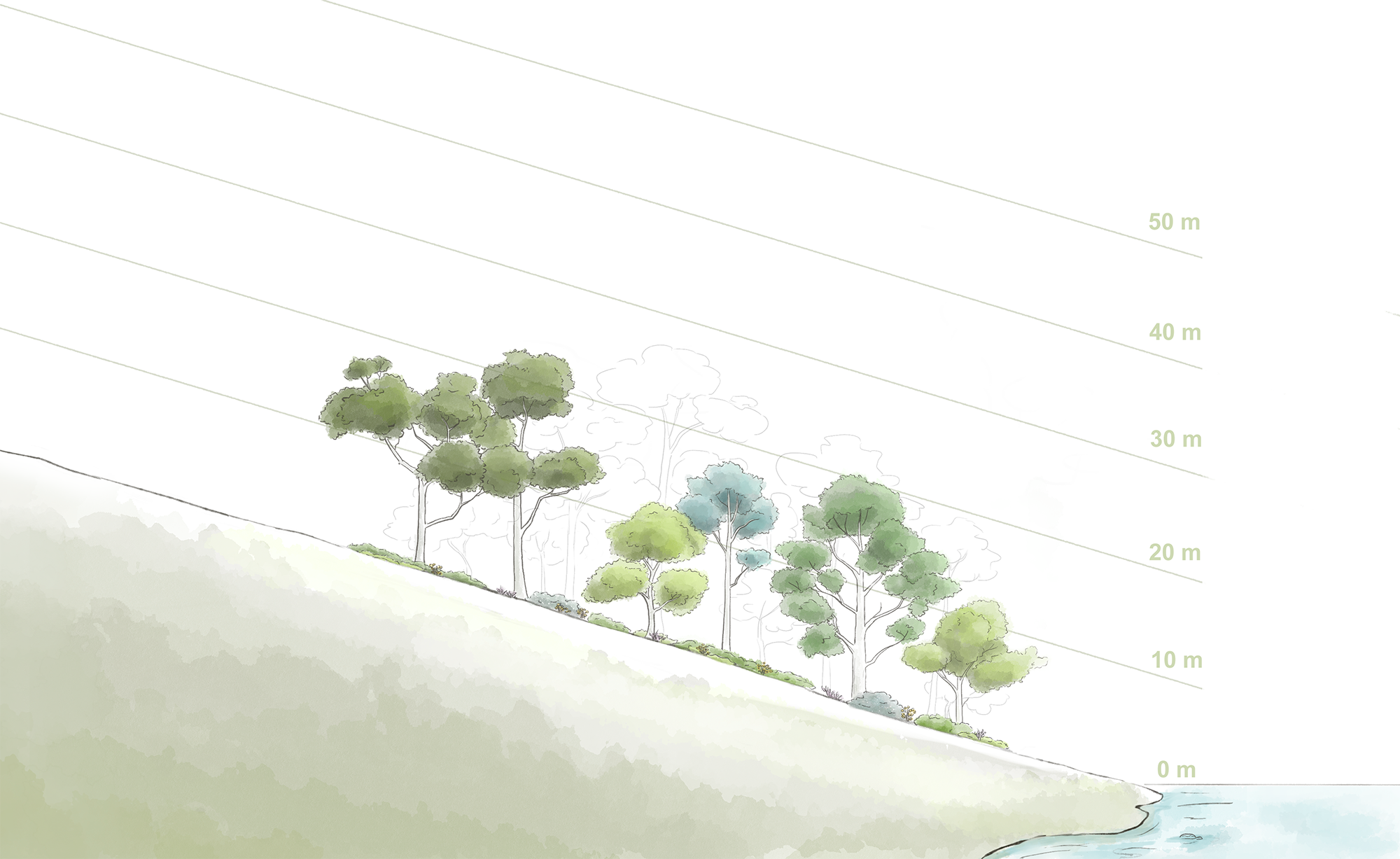 Illustration of tree heights 10 years after planting on a slope