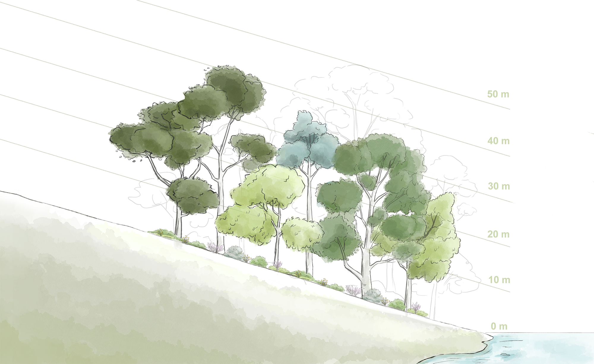 Illustration of tree heights 30 years after planting on a slope