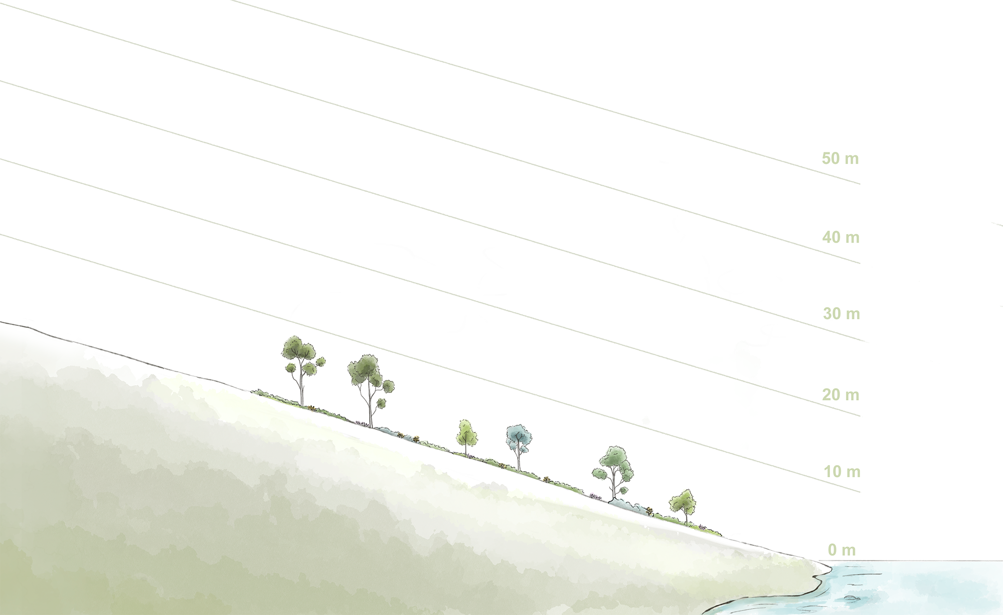 Illustration of tree heights 5 years after planting on a slope