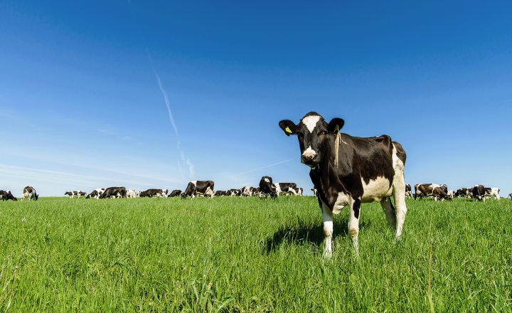 Cow standing in a green field of grass with blue sky overhead