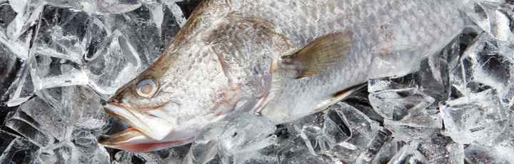 Mainstream Aquaculture Barramundi