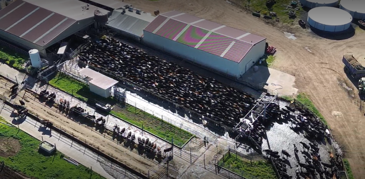 Overhead shot of cows pouring out of a dairy