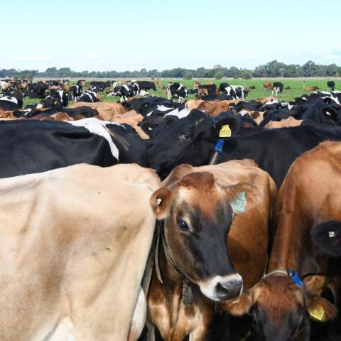 A herd of cows in a field